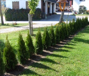 thuja
