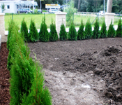 smaragd thuja