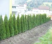 columna
