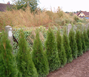 sövény