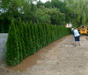 sövénytuja