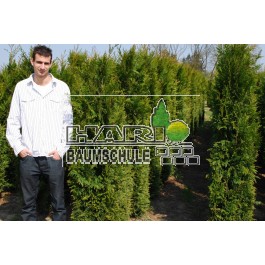 Thuja plicata 'Atrovierens' 180 cm