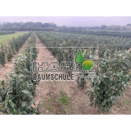 Babérmeggy (Prunus laurocerasus 'Genolia') 100/120 cm