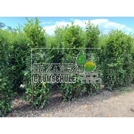 Babérmeggy (Prunus laurocerasus 'Novita') 175/200 cm - 75 cm széles