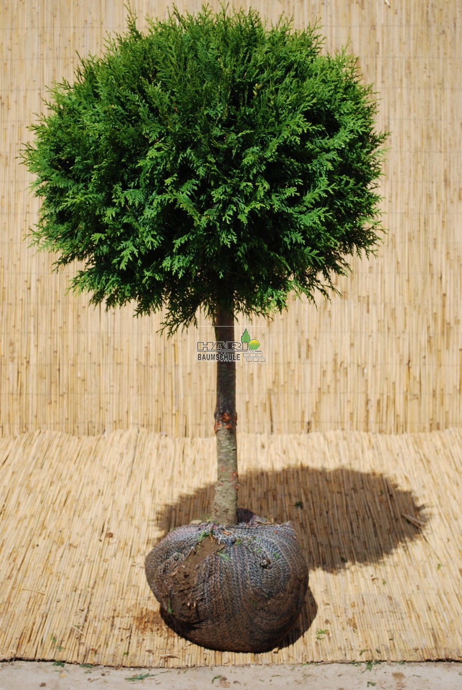 Thuja occ. 'Brabant'