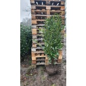 Babérmeggy (Prunus laurocerasus 'Genolia') 140/160 cm
