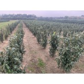 Babérmeggy (Prunus laurocerasus 'Genolia') 120/140 cm