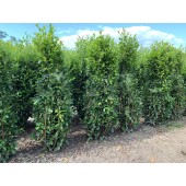 Babérmeggy (Prunus laurocerasus 'Novita') 175/200 cm - 75 cm széles