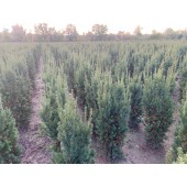 Tiszafa (Taxus media Hicksii) 120/140 cm